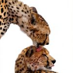 Bradt Kindle Africa Wildlife Guide 2nd Edition PDF-0