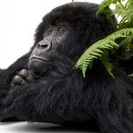 Simon & Schuster Kindle eBook Evolution of Apes Biological Science-0