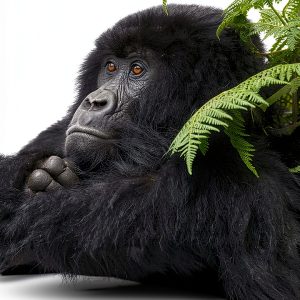 Simon & Schuster Kindle eBook Evolution of Apes Biological Science-0