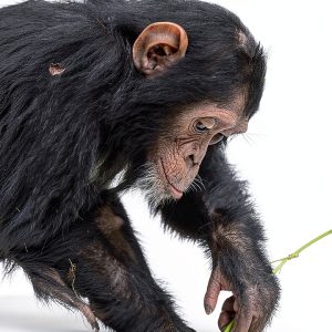 Harvard University Press Kindle eBook Primate Behavior Evolution-0