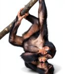 University of Chicago Press Kindle Biology of Apes & Monkeys eBook-0