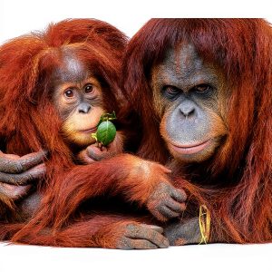 Primatology eBook by Chelsea Green - Reprint, 283 Pages Kindle-0